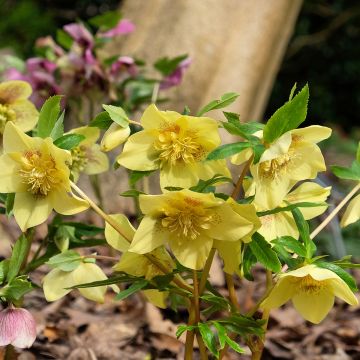 Helleborus hybridus Yellow Spotted