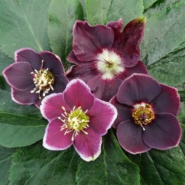 Helleborus Magic Aubergine