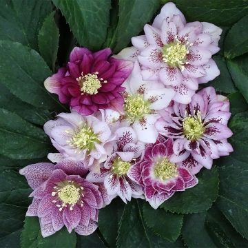 Helleborus hybridus Magic Double Rose