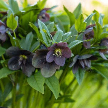 Helleborus x hybridus Black