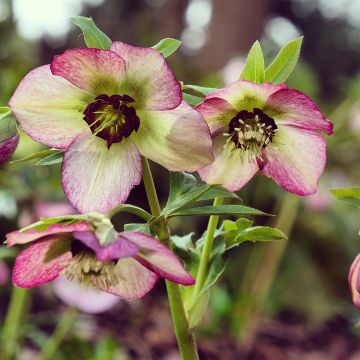 Helleborus orientalis Picotee