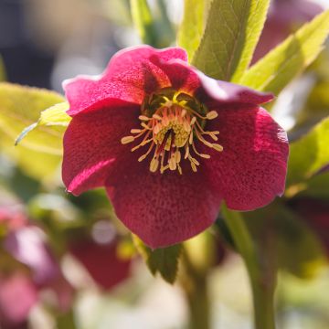 Helleborus hybridus Red