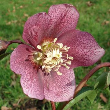 Helleborus hybridus Dark