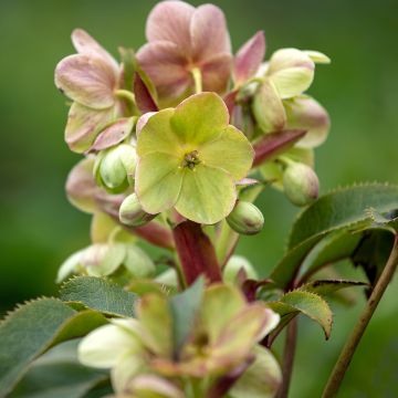 Helleborus sternii - Evergreen Helleborus