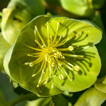 Helleborus sternii Remi