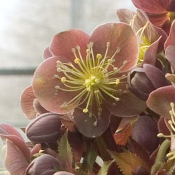 Helleborus sternii Flame