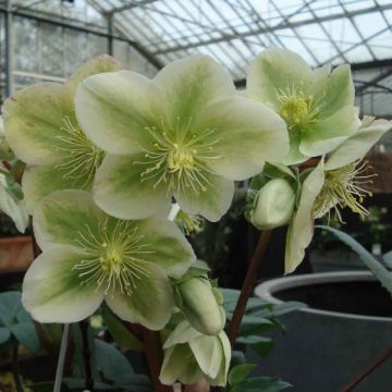 Hellebore nigercors Royal Sofia