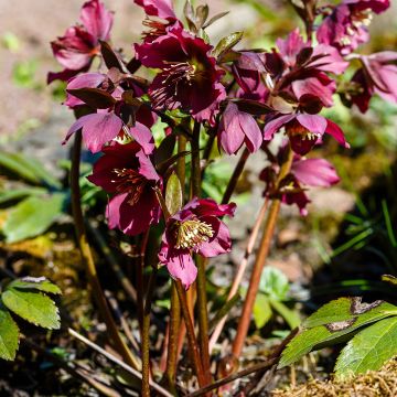 Helleborus orientalis subsp. abchasicus