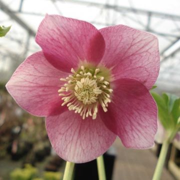 Helleborus hybridus pink green centre