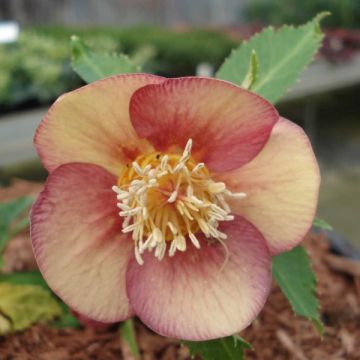 Helleborus hybridus Special Pink