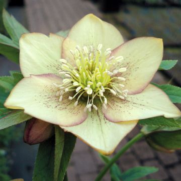 Helleborus hybridus Magic Apricot guttatus