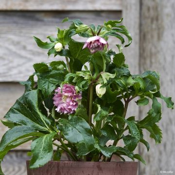 Helleborus hybridus ViV Stefania