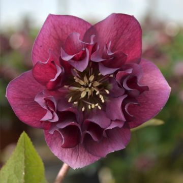 Helleborus hybridus ViV Vera