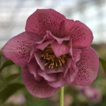 Helleborus hybridus ViV Alessia