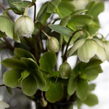 Hellebore Thibétanus