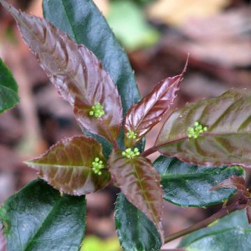 Helwingia chinensis