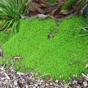 Helxine soleirolii - Corsican Creeper