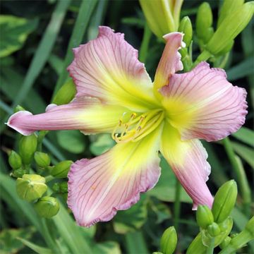 Hemerocallis Amerstone Amethyst Jewel - Daylily