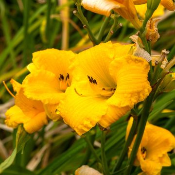 Hemerocallis Bakabana - Daylily