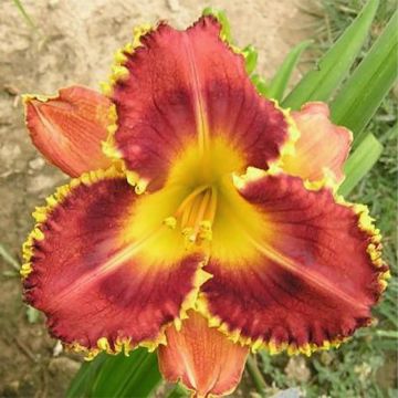 Hemerocallis Baracuda Bay - Daylily