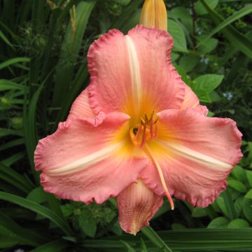 Hemerocallis Botticeli - Daylily