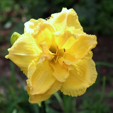 Hemerocallis Cabbage Flower - Daylily