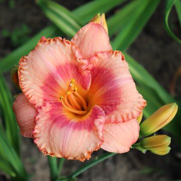Hemerocallis Candide - Daylily