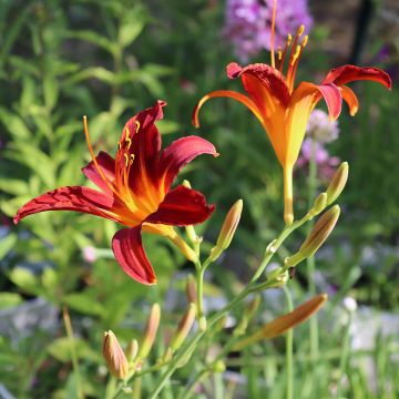 Hémérocalle Crimson Pirate - Hemerocallis Crimson Pirate