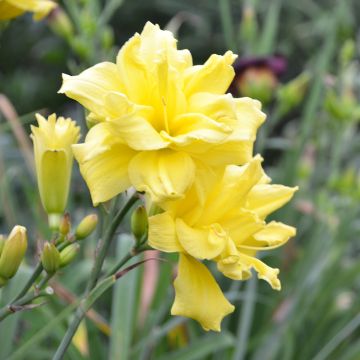 Hemerocallis Double River Wye - Daylily