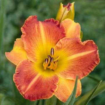 Hemerocallis Everydaylily Bronze - Daylily