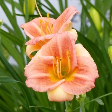 Hemerocallis Everydaylily Cerise - Daylily