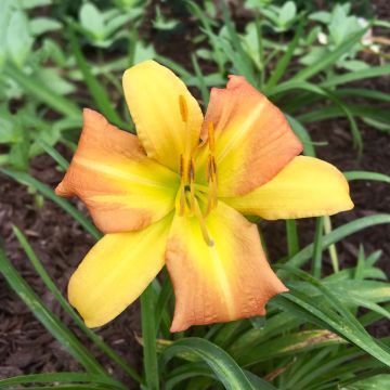 Hemerocallis Everydaylily Punch Yellow - Daylily