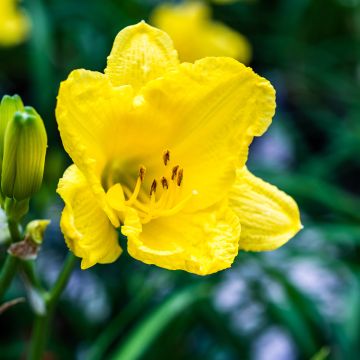 Hemerocallis Happy Returns - Daylily