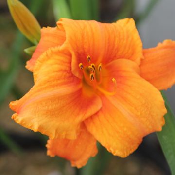 Hemerocallis Hot Wire - Daylily