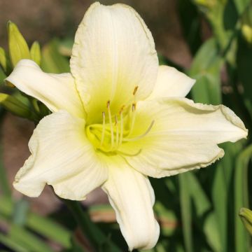Hemerocallis Icily Light - Daylily
