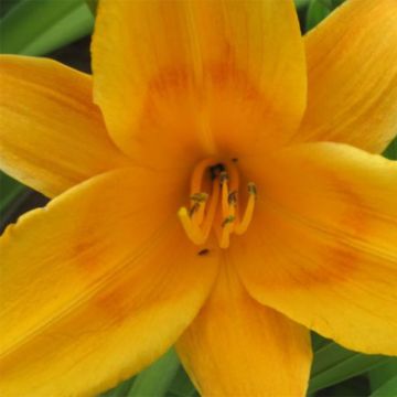 Hemerocallis Lucretius - Daylily