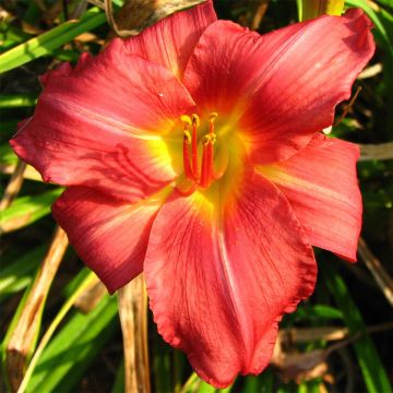 Hemerocallis New Note - Daylily