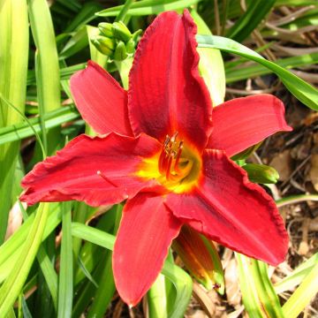 Hemerocallis Oriental Ruby - Daylily