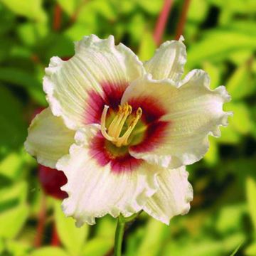 Hemerocallis Pandoras Box - Daylily