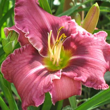 Hemerocallis Russian Ragtime - Daylily
