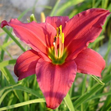 Hemerocallis Skiatook Cardinal - Daylily