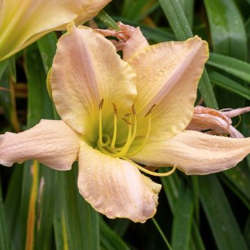 Hemerocallis Snowy Apparition - Daylily