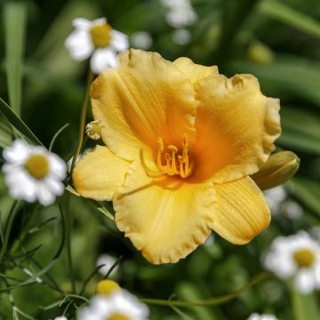 Hemerocallis Stella de Oro - Daylily