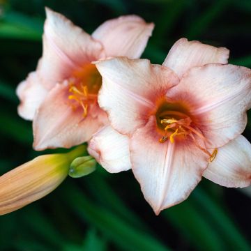 Hemerocallis Strawberry Swirl - Daylily