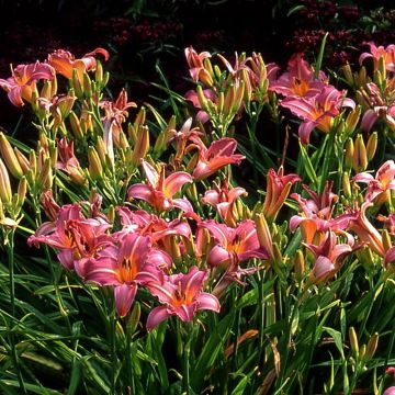 Hemerocallis Sugar Candy - Daylily