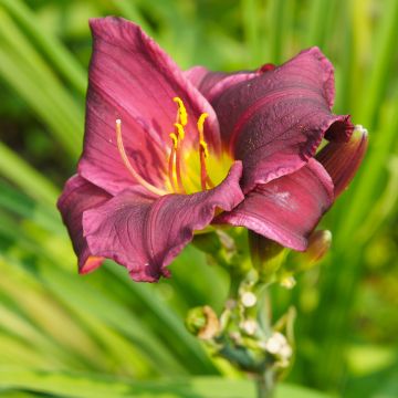 Hemerocallis Summer Wine - Daylily