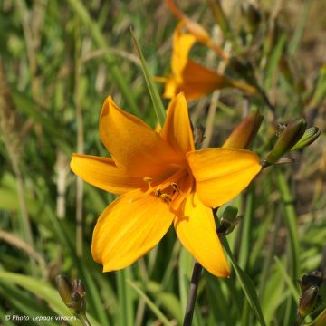 Hemerocallis Thumbelina - Daylily