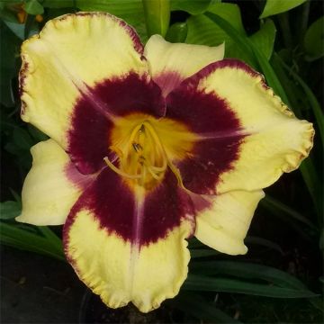 Hemerocallis Calico Jack - Daylily