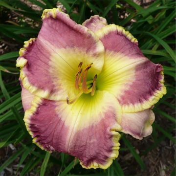 Hemerocallis Cape Breton - Daylily