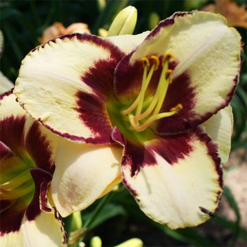 Hemerocallis Dream Legacy - Daylily